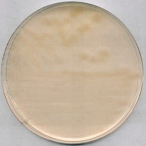 Merck R-2A AgarNutriSelect Plus