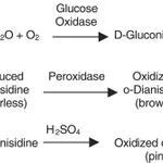 Merck GLUCOSE OXIDASE TYPE VII FROM &