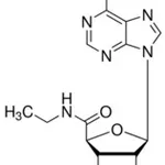 Merck 5``-(N-ETHYLCARBOXAMIDO)ADENOSINE