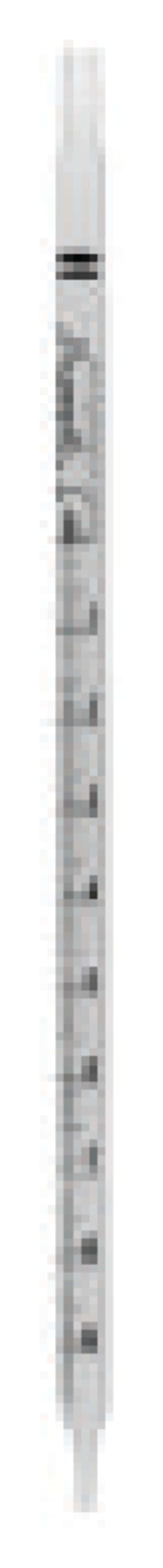 Thermo Fisher Scientific Borosilicate Glass Disposable Serological Pipets with Regular Tip, Standard Length