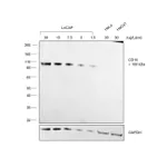 Thermo Fisher Scientific Donkey anti-Goat IgG (H+L) Cross-Adsorbed Secondary Antibody, HRP