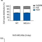 Merck Anti-Vinculin antibody, Mouse monoclonal