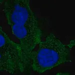 Merck ANTI-AIFM2 ANTIBODY PRODUCED IN RABBIT