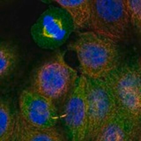 Merck Anti-PYCR3 antibody produced in rabbit