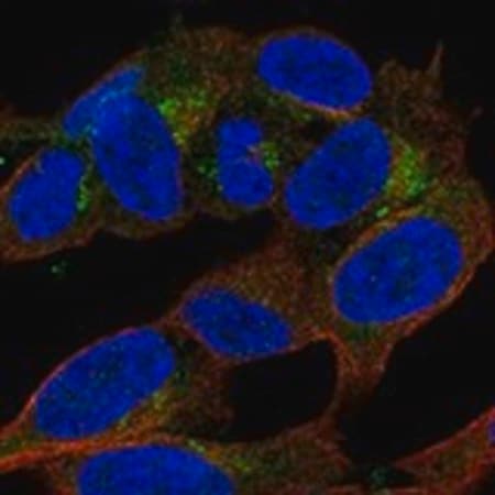 Merck Anti-APBA2 antibody produced in rabbit