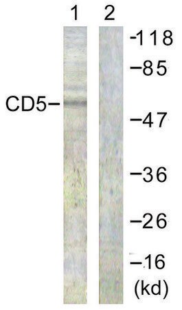 Merck Anti-CD5 antibody produced in rabbit