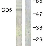 Merck Anti-CD5 antibody produced in rabbit