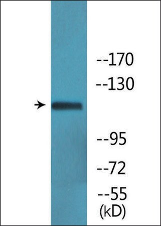 Merck Anti-phospho-Ret (pTyr1062) antibody produced in rabbit