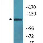 Merck Anti-phospho-Ret (pTyr1062) antibody produced in rabbit
