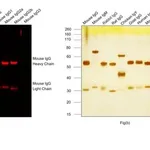 Thermo Fisher Scientific Donkey anti-Mouse IgG (H+L) Highly Cross-Adsorbed Secondary Antibody, Alexa Fluor Plus 680