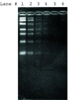 Merck SYBR GREEN II