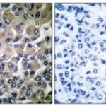 Merck ANTI-GRP78 ANTIBODY PRODUCED IN RABBIT