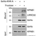 Thermo Fisher Scientific Goat anti-Mouse IgG (H+L) Cross-Adsorbed Secondary Antibody, HRP