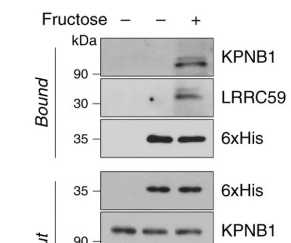 Thermo Fisher Scientific Goat anti-Mouse IgG (H+L) Cross-Adsorbed Secondary Antibody, HRP