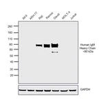 Thermo Fisher Scientific F(ab`)2-Goat anti-Human IgM (Heavy chain) Cross-Adsorbed Secondary Antibody, HRP
