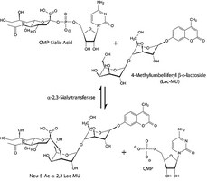 Merck ALPHA2,3-SIALYLTRANSFERASE