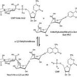 Merck ALPHA2,3-SIALYLTRANSFERASE
