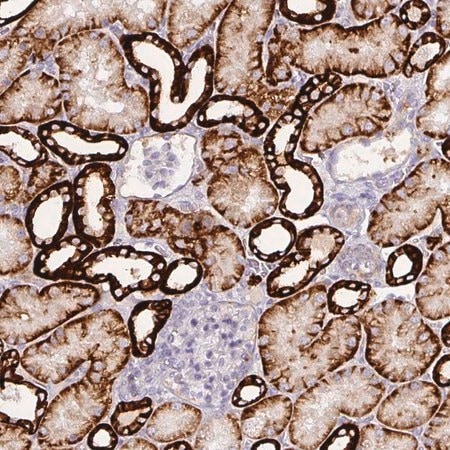 Merck Anti-CA12 antibody produced in rabbit