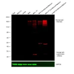 Thermo Fisher Scientific Rabbit anti-Human IgG (H+L) Cross-Adsorbed Secondary Antibody, DyLight 800