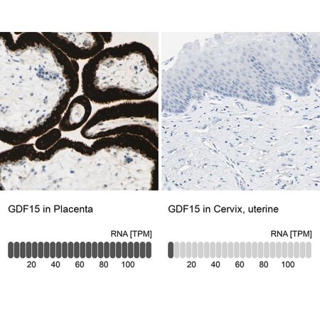 Merck Anti-GDF15 antibody produced in rabbit