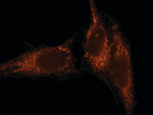 Merck Anti-Rab27 (N-terminal) antibody produced in rabbit