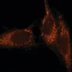 Merck Anti-Rab27 (N-terminal) antibody produced in rabbit