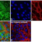 Thermo Fisher Scientific Goat anti-Mouse IgG Fc Secondary Antibody