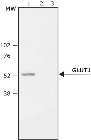 Merck Anti-GLUT1 (C-terminal) antibody produced in rabbit