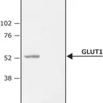 Merck Anti-GLUT1 (C-terminal) antibody produced in rabbit