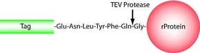 Merck TEV PROTEASE, RECOMBINANT, EXPRESSED IN&