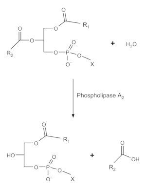 Merck PHOSPHOLIPASE A2 FROM HONEY BEE VENOM&