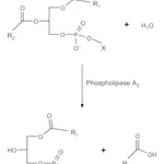 Merck PHOSPHOLIPASE A2 FROM HONEY BEE VENOM&