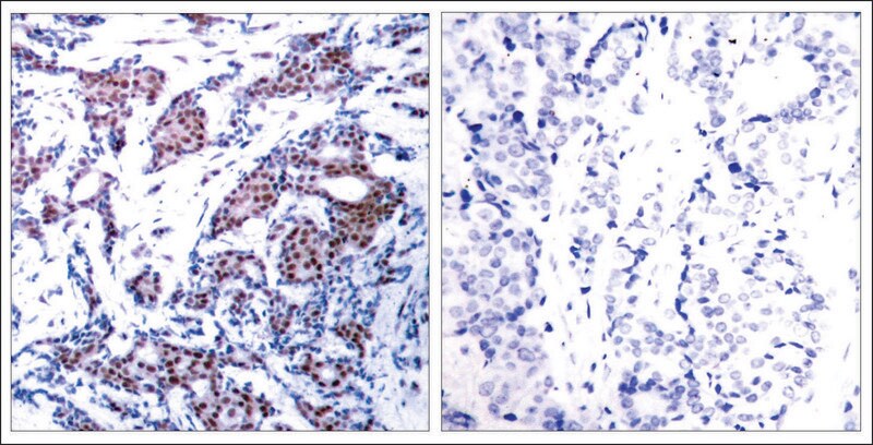 Merck Anti-phospho-JUN (pSer73) antibody produced in rabbit