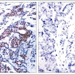 Merck Anti-phospho-JUN (pSer73) antibody produced in rabbit