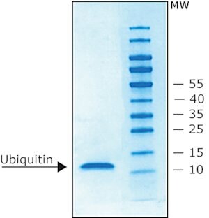 Merck UBIQUITIN. HUMAN RECOMBINANT, N-TERM- IN
