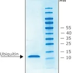 Merck UBIQUITIN. HUMAN RECOMBINANT, N-TERM- IN