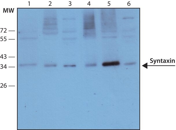 Merck Monoclonal Anti-Syntaxin antibody produced in mouse