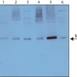 Merck Monoclonal Anti-Syntaxin antibody produced in mouse