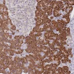 Merck Anti-SEC61B antibody produced in rabbit