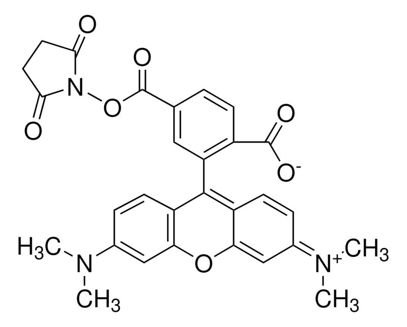 Merck 6-Carboxy-tetramethylrhodamine N-succinimidyl ester