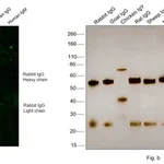 Thermo Fisher Scientific Goat anti-Rabbit IgG (Heavy chain) Superclonal Secondary Antibody, Alexa Fluor 488