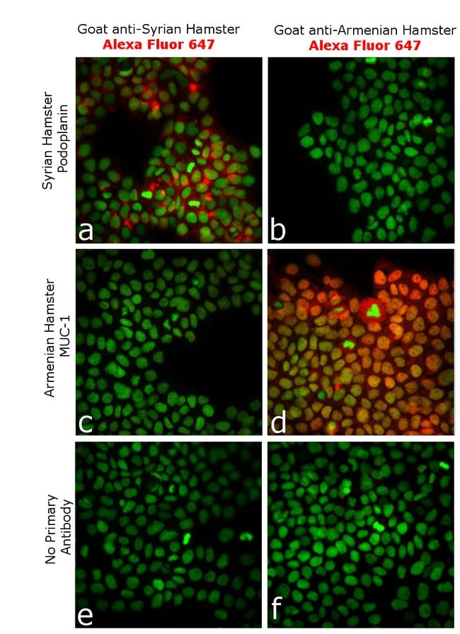Thermo Fisher Scientific Goat anti-Syrian Hamster IgG (H+L) Highly Cross-Adsorbed Secondary Antibody, Alexa Fluor 647