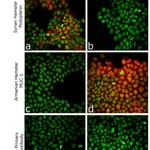 Thermo Fisher Scientific Goat anti-Syrian Hamster IgG (H+L) Highly Cross-Adsorbed Secondary Antibody, Alexa Fluor 647