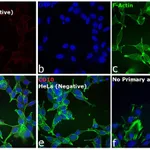 Thermo Fisher Scientific Donkey anti-Goat IgG (H+L) Cross-Adsorbed Secondary Antibody, Alexa Fluor 680