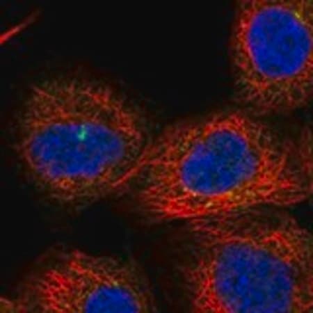Merck Anti-FNIP2 antibody produced in rabbit