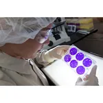 Viral Safety Testing