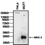 Thermo Fisher Scientific Goat anti-Armenian Hamster IgG (H+L) Secondary Antibody, HRP