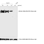 Thermo Fisher Scientific Rabbit anti-Sheep IgG (H+L) Secondary Antibody, HRP