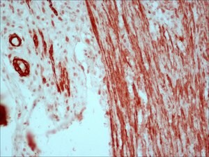 Merck Anti-Mouse IgG (Fc specific)-Peroxidase,