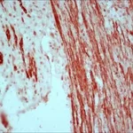 Merck Anti-Mouse IgG (Fc specific)-Peroxidase,